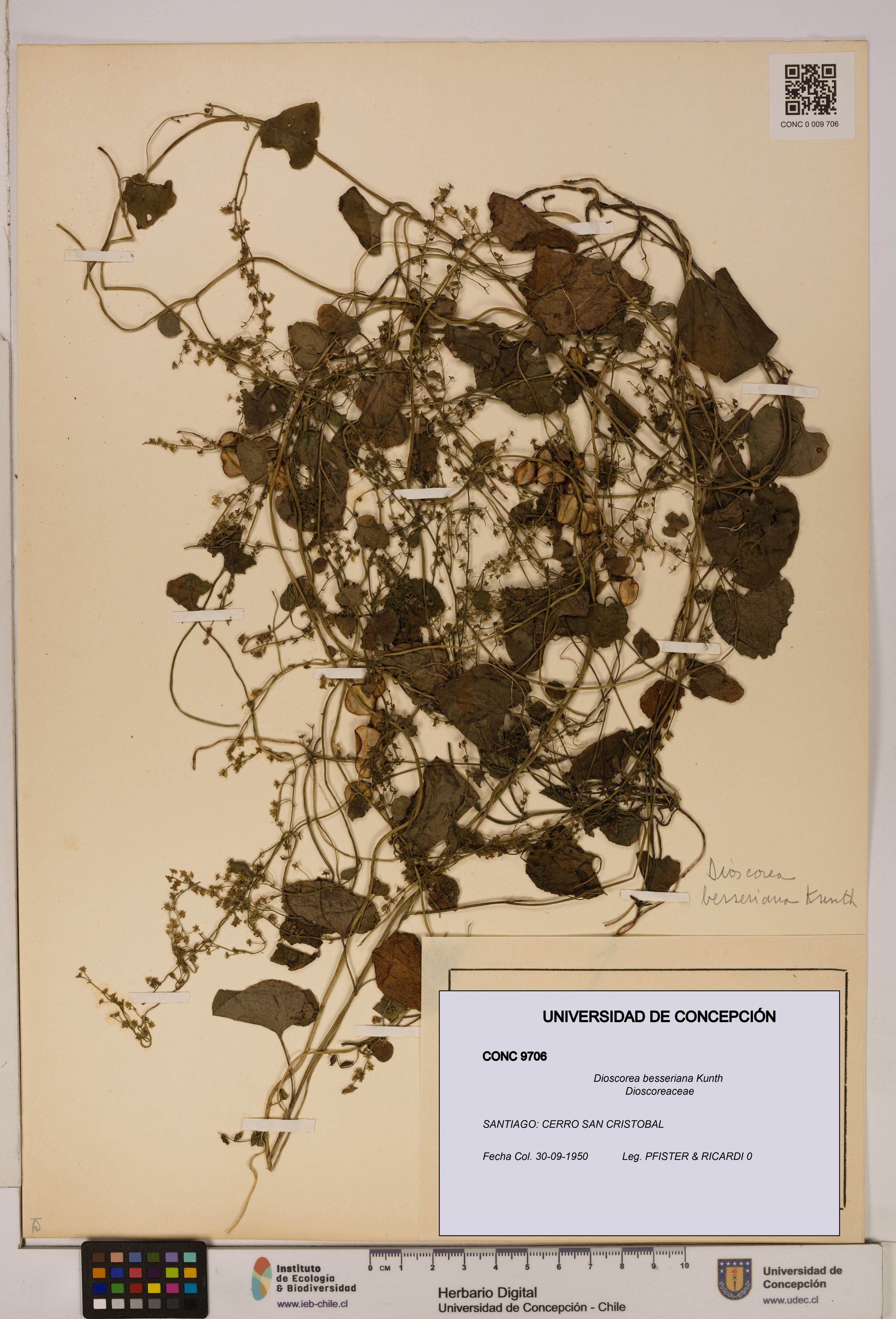 Dioscorea besseriana [Espécimen: ]
