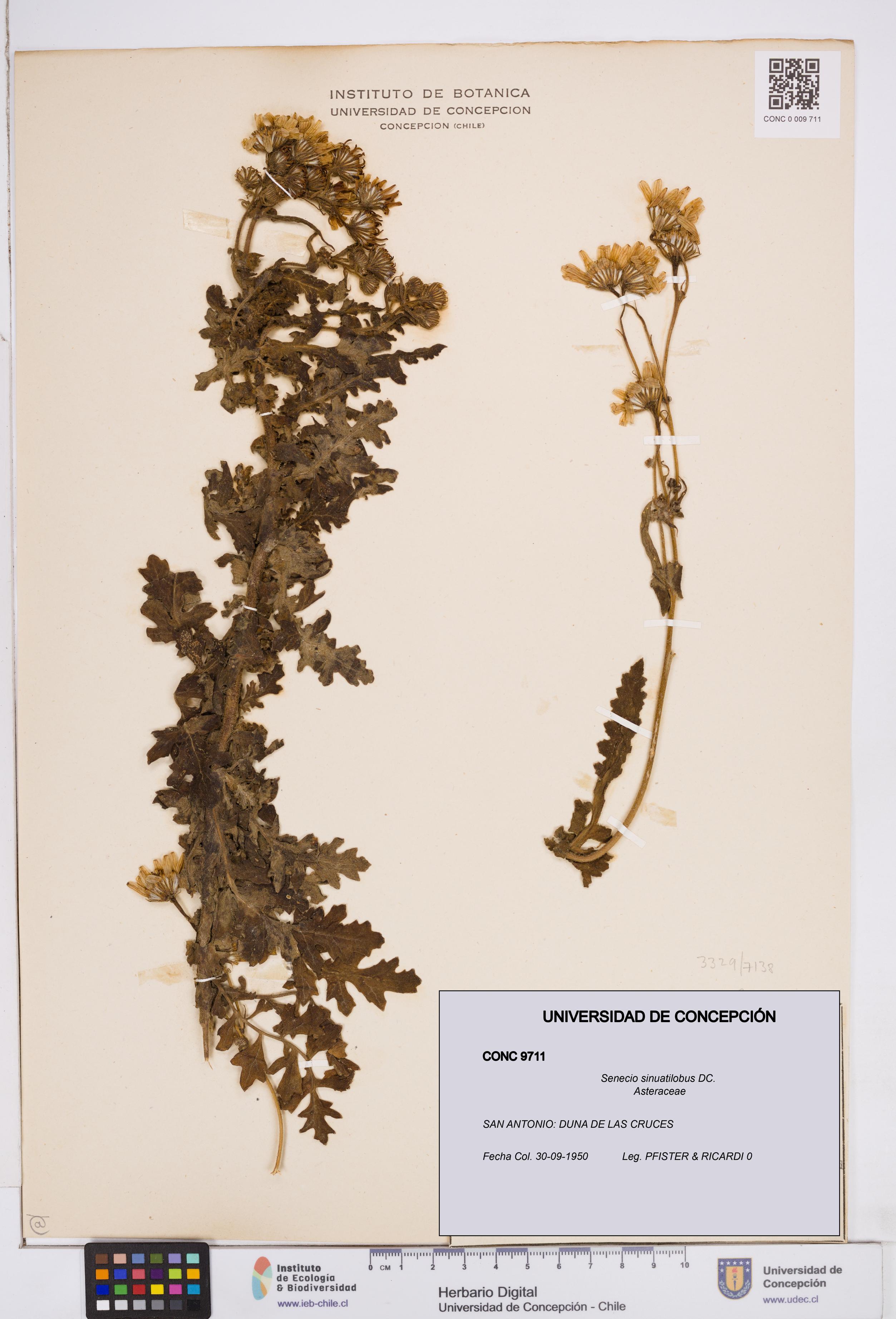 Senecio sinuatilobus [Espécimen: ]