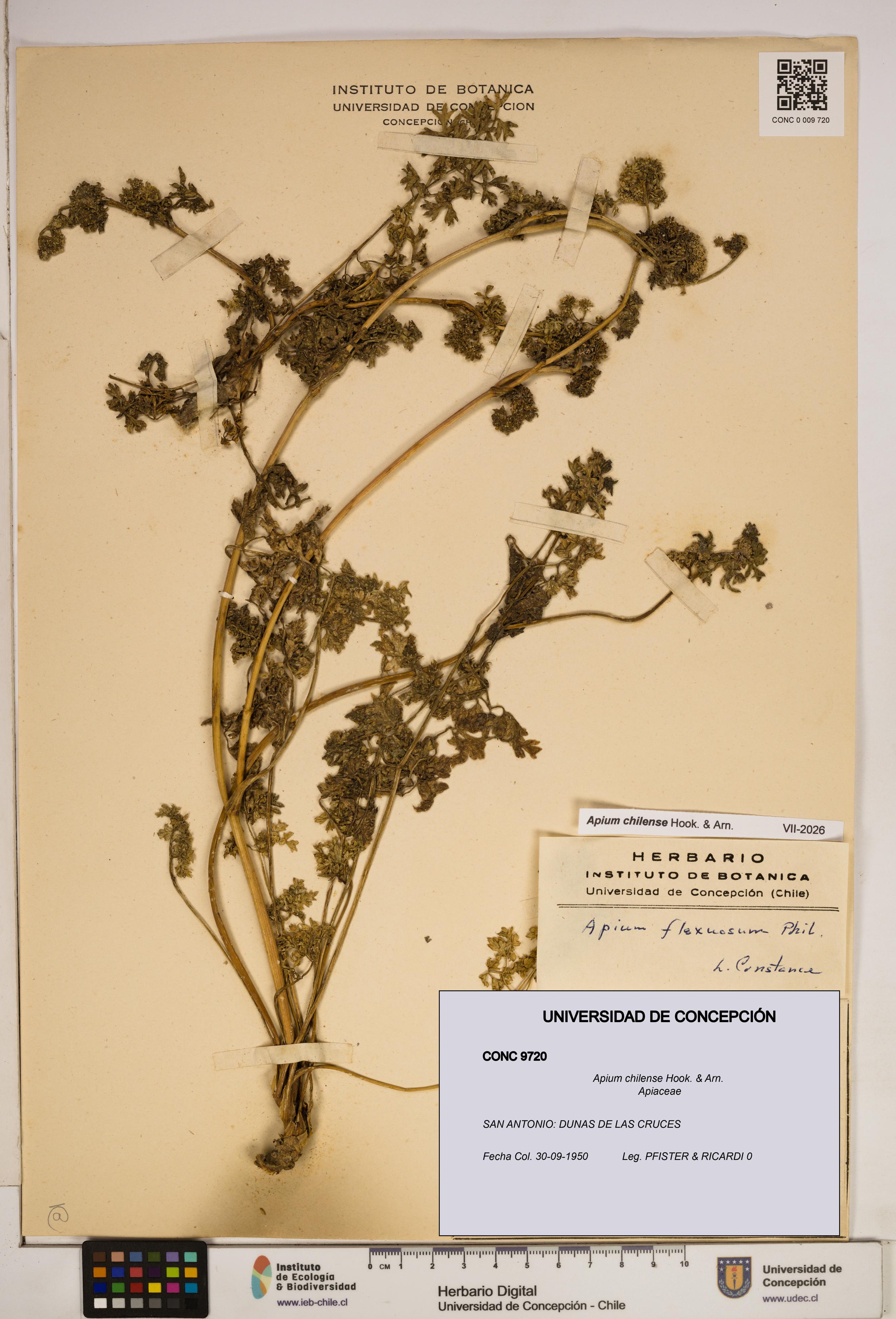 Apium chilense [Espécimen: ]