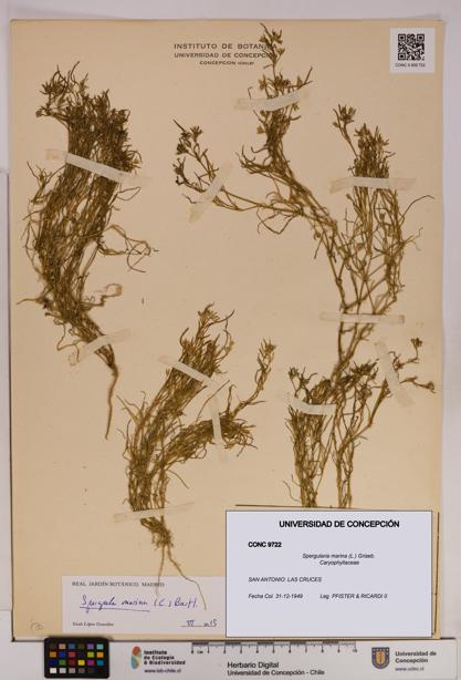 Spergularia marina [Espécimen: UDEC:CONC:0009722]