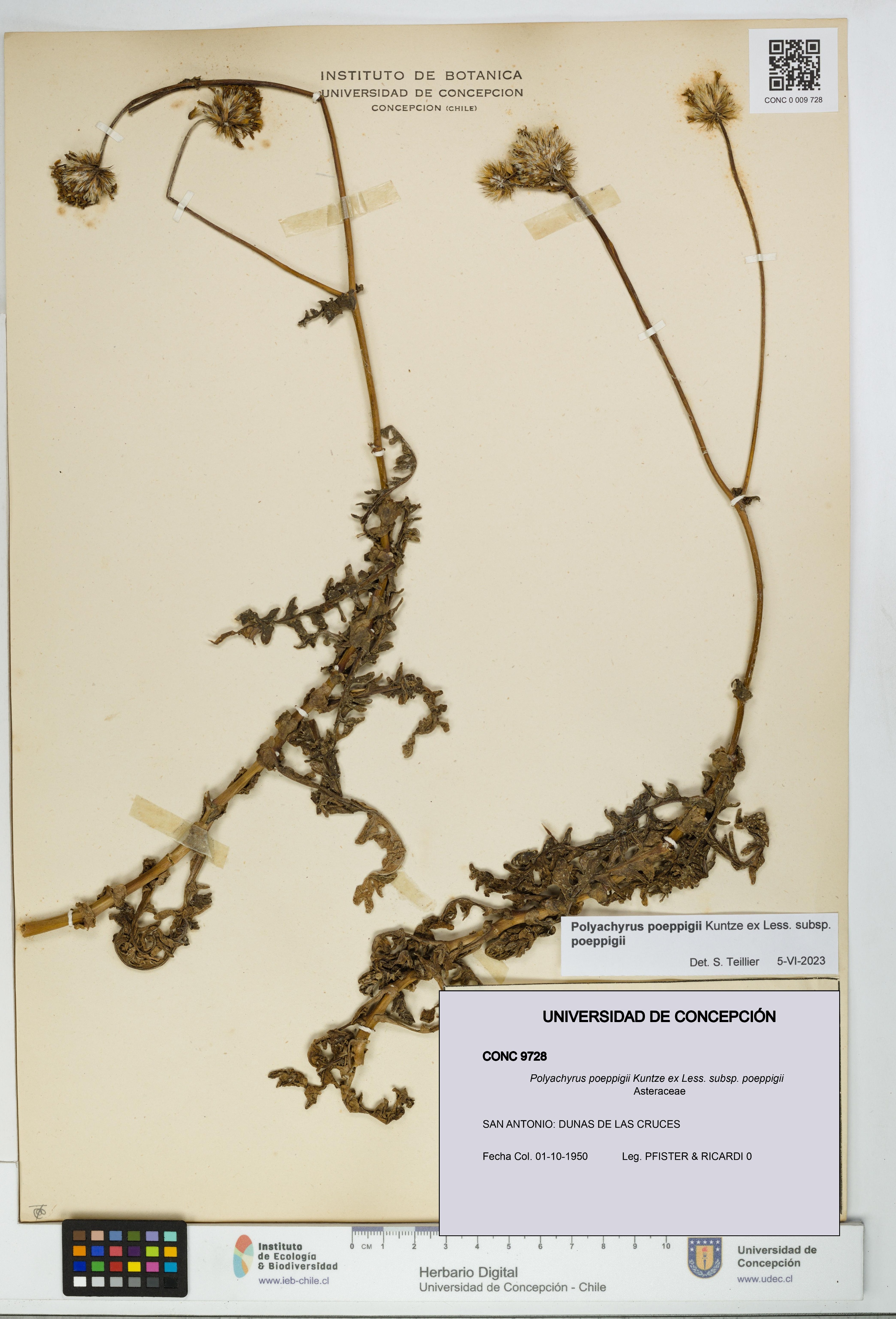 Polyachyrus poeppigii [Espécimen: UDEC:CONC:0009728]