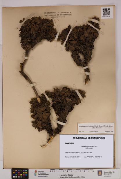 Haplopappus foliosus [Espécimen: UDEC:CONC:0009730]