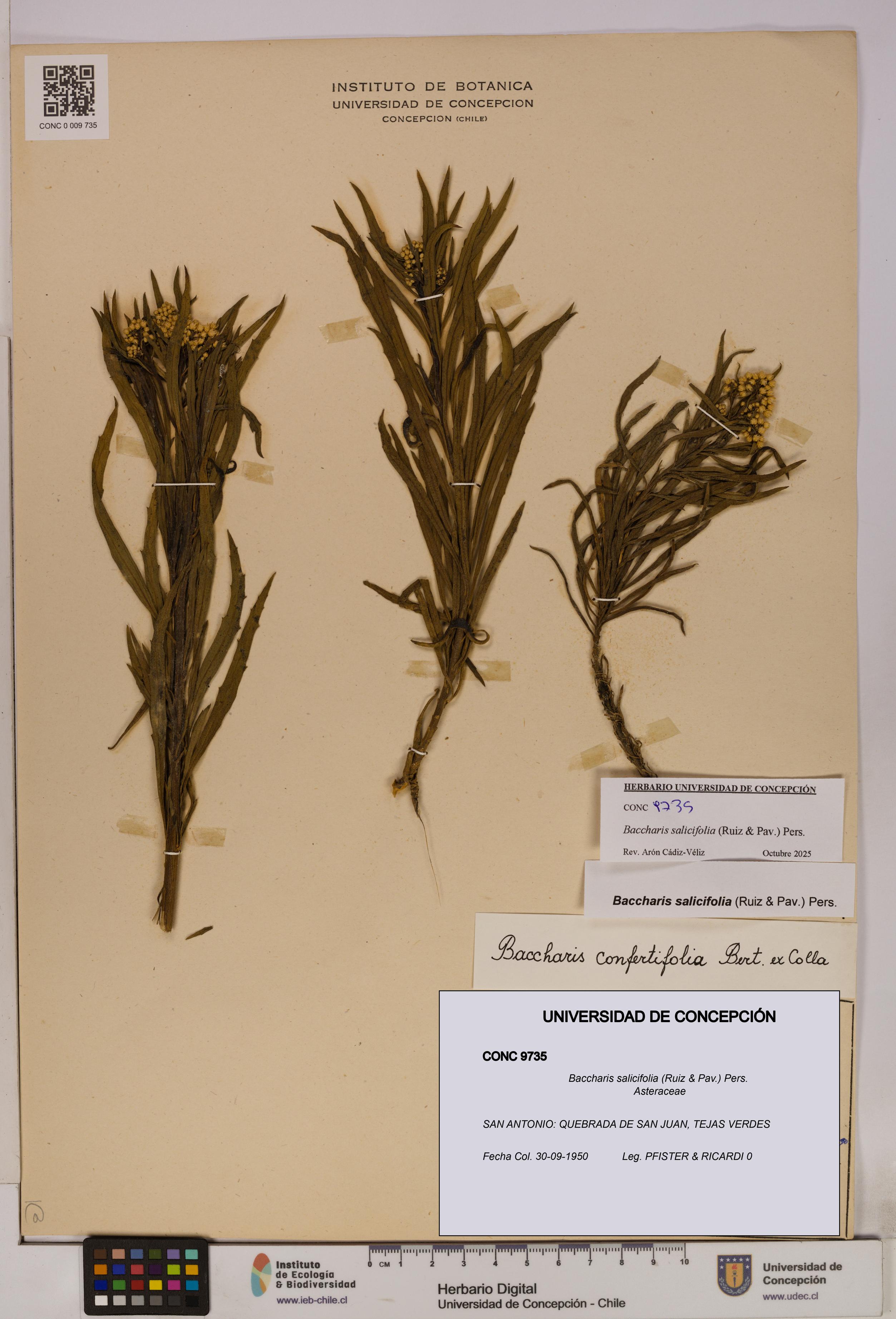 Baccharis salicifolia [Espécimen: UDEC:CONC:0009735]