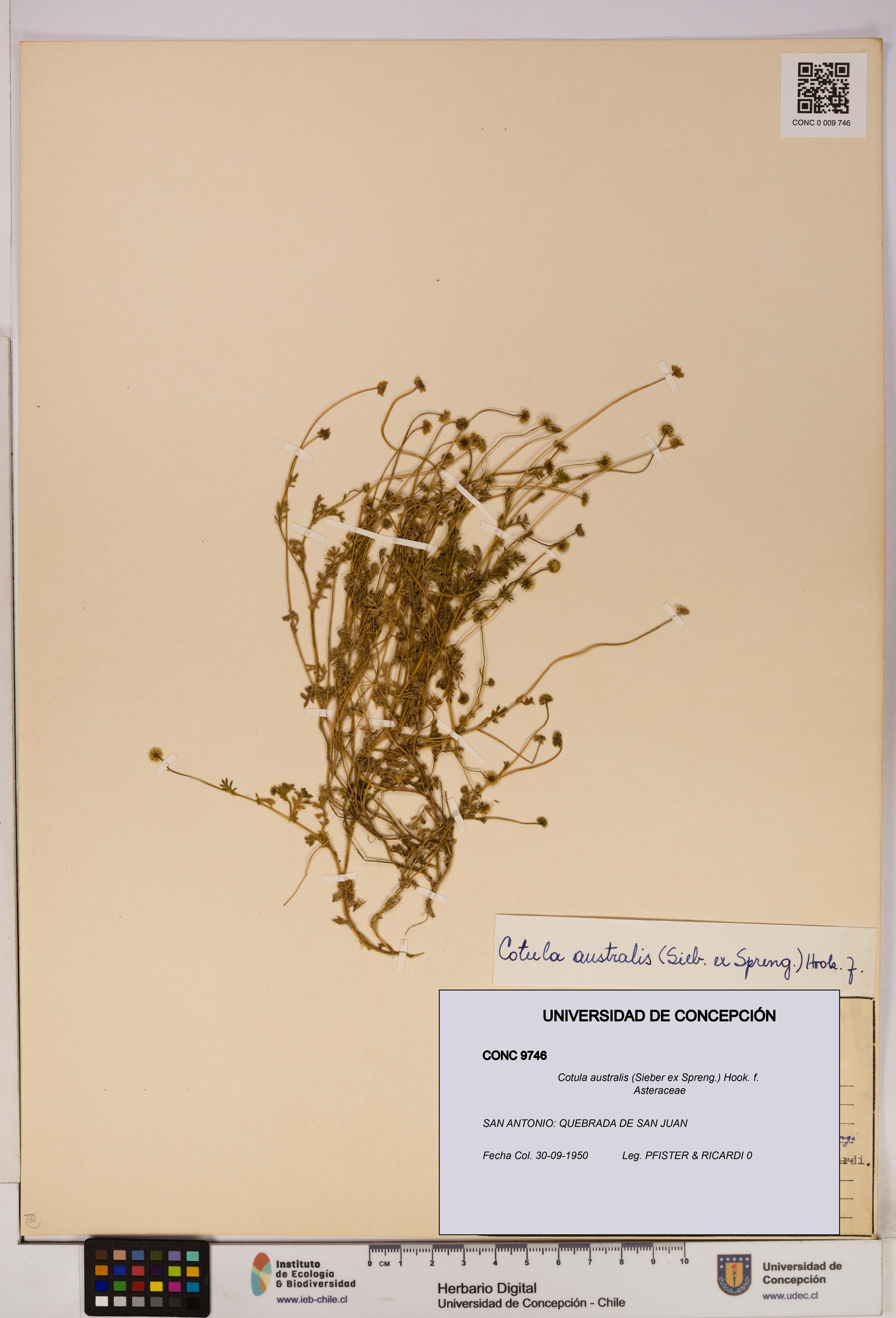 Cotula australis [Espécimen: UDEC:CONC:0009746]