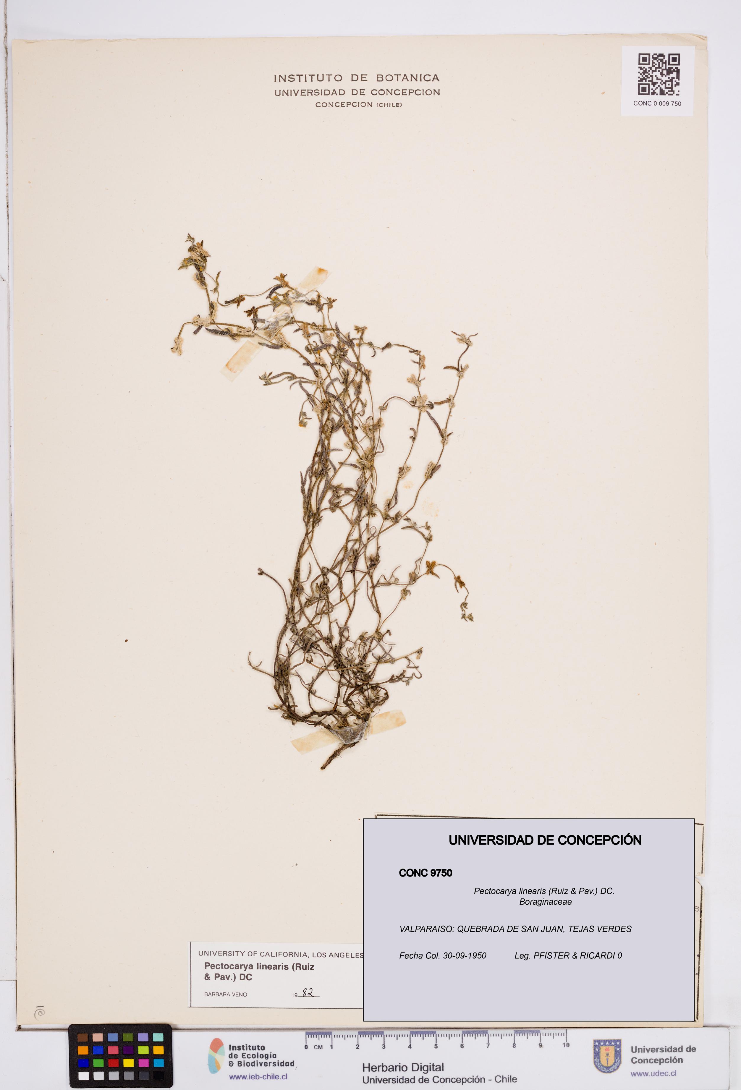Pectocarya linearis [Espécimen: ]