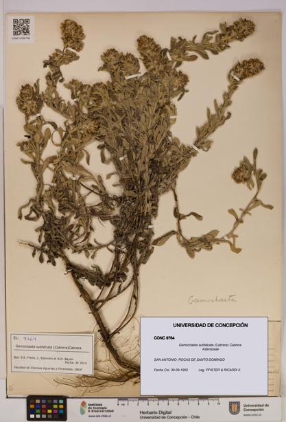 Gamochaeta subfalcata [Espécimen: UDEC:CONC:0009764]