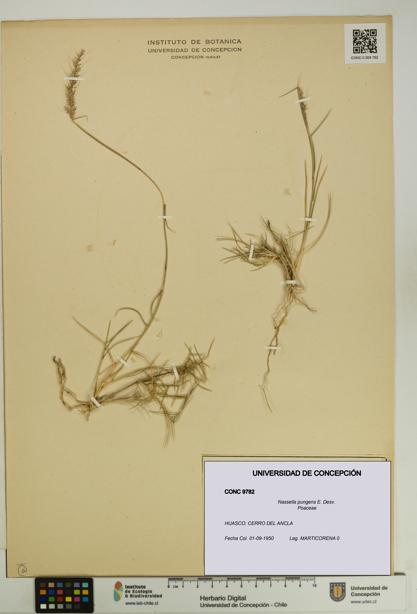 Nassella pungens [Espécimen: UDEC:CONC:0009782]