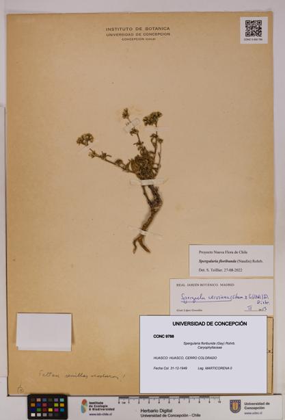 Spergularia floribunda [Espécimen: UDEC:CONC:0009788]