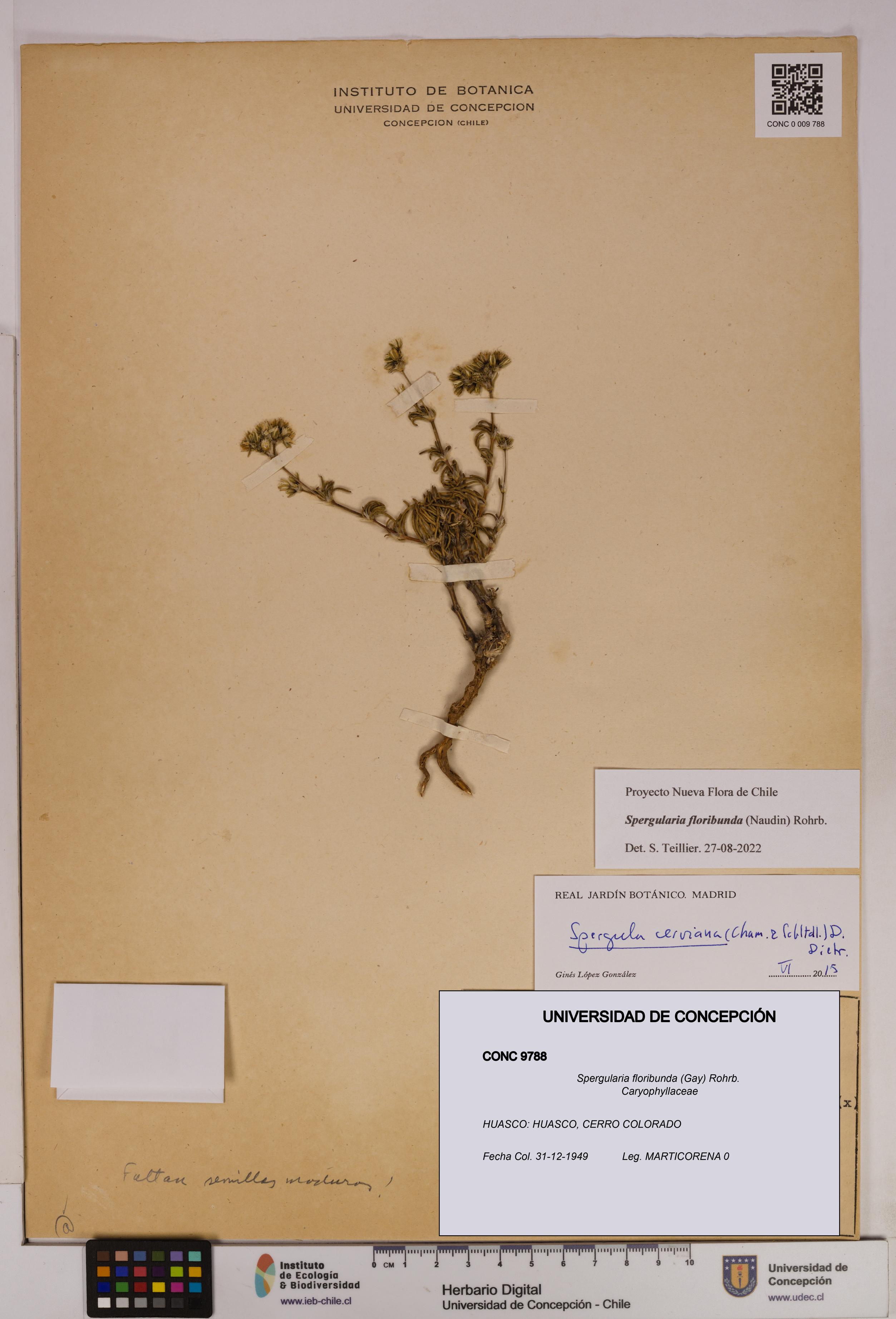 Spergularia floribunda [Espécimen: UDEC:CONC:0009788]