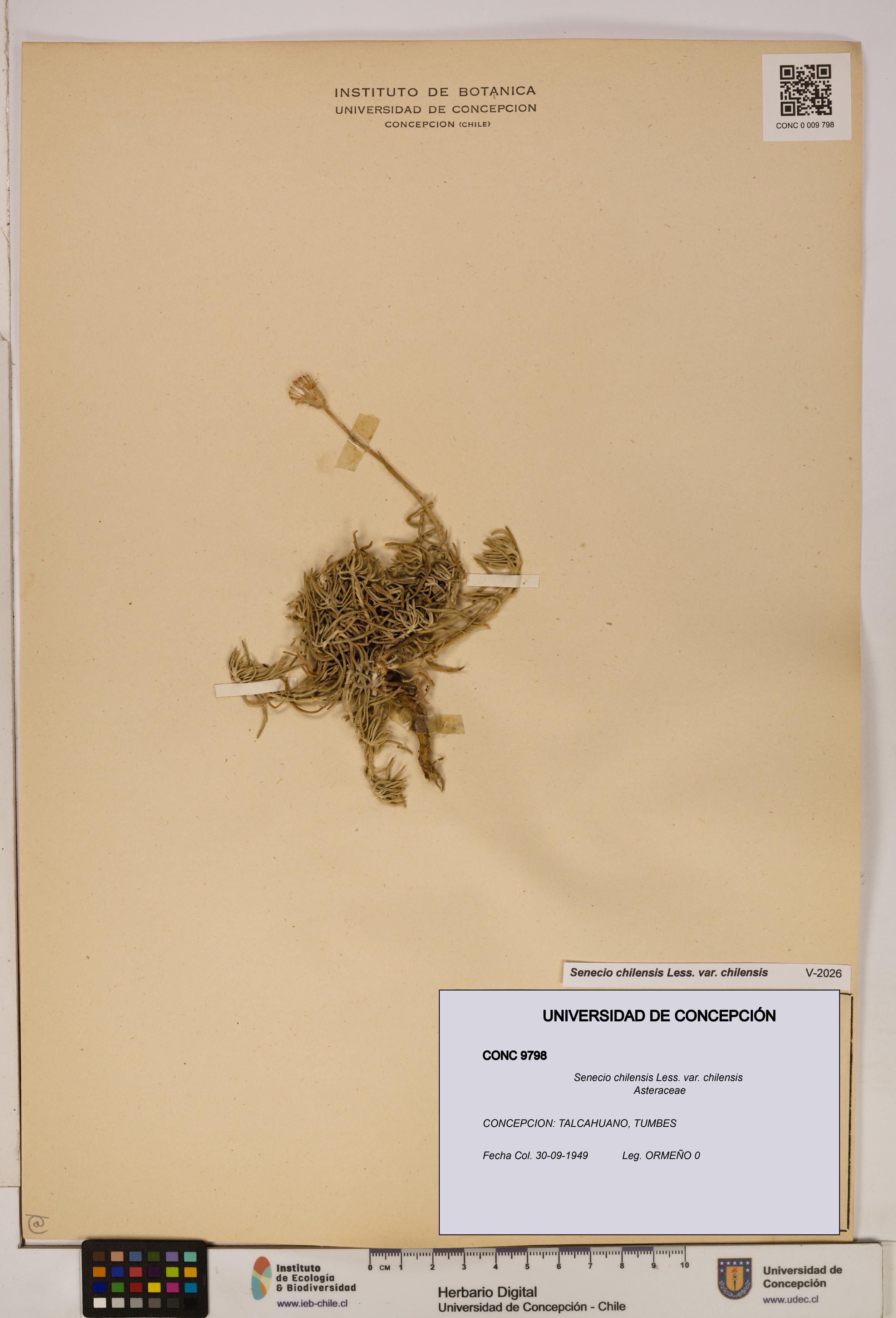 Senecio chilensis var. chilensis [Espécimen: UDEC:CONC:0009798]