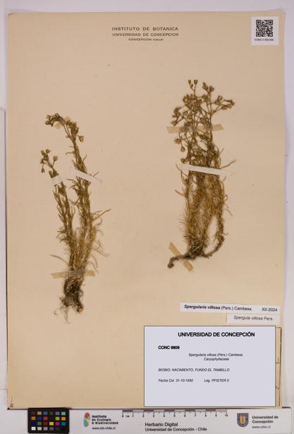 Spergularia villosa [Espécimen: UDEC:CONC:0009809]