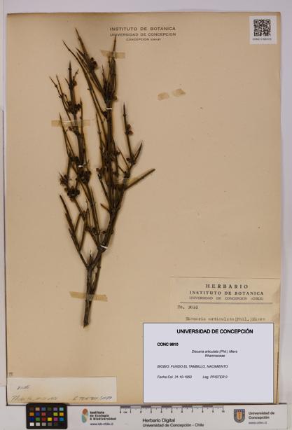 Discaria articulata [Espécimen: UDEC:CONC:0009810]
