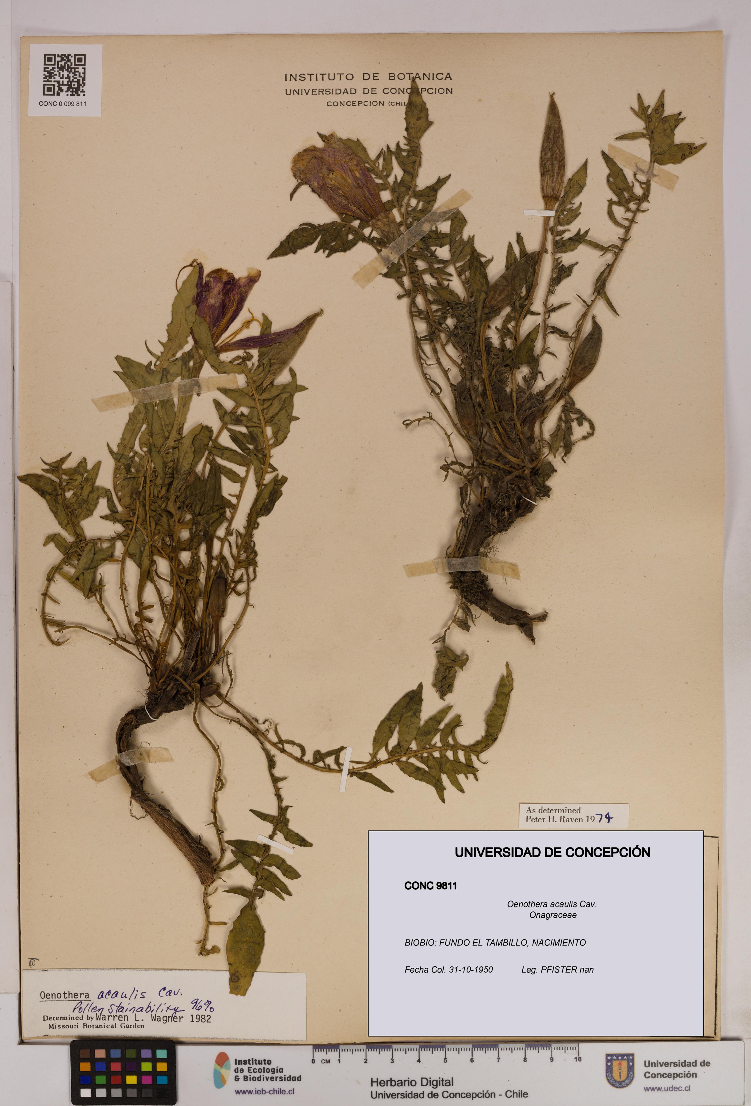 Oenothera acaulis [Espécimen: UDEC:CONC:0009811]