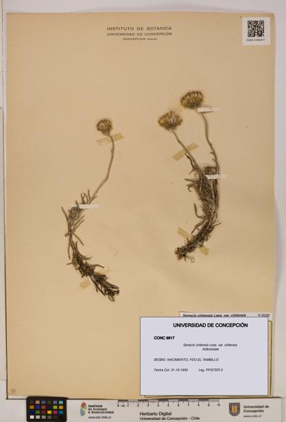 Senecio chilensis var. chilensis [Espécimen: UDEC:CONC:0009817]
