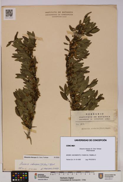 Discaria chacaye [Espécimen: UDEC:CONC:0009821]