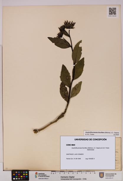 Austroflourensia thurifera [Espécimen: UDEC:CONC:0009843]