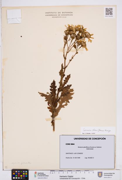 Senecio planiflorus [Espécimen: ]