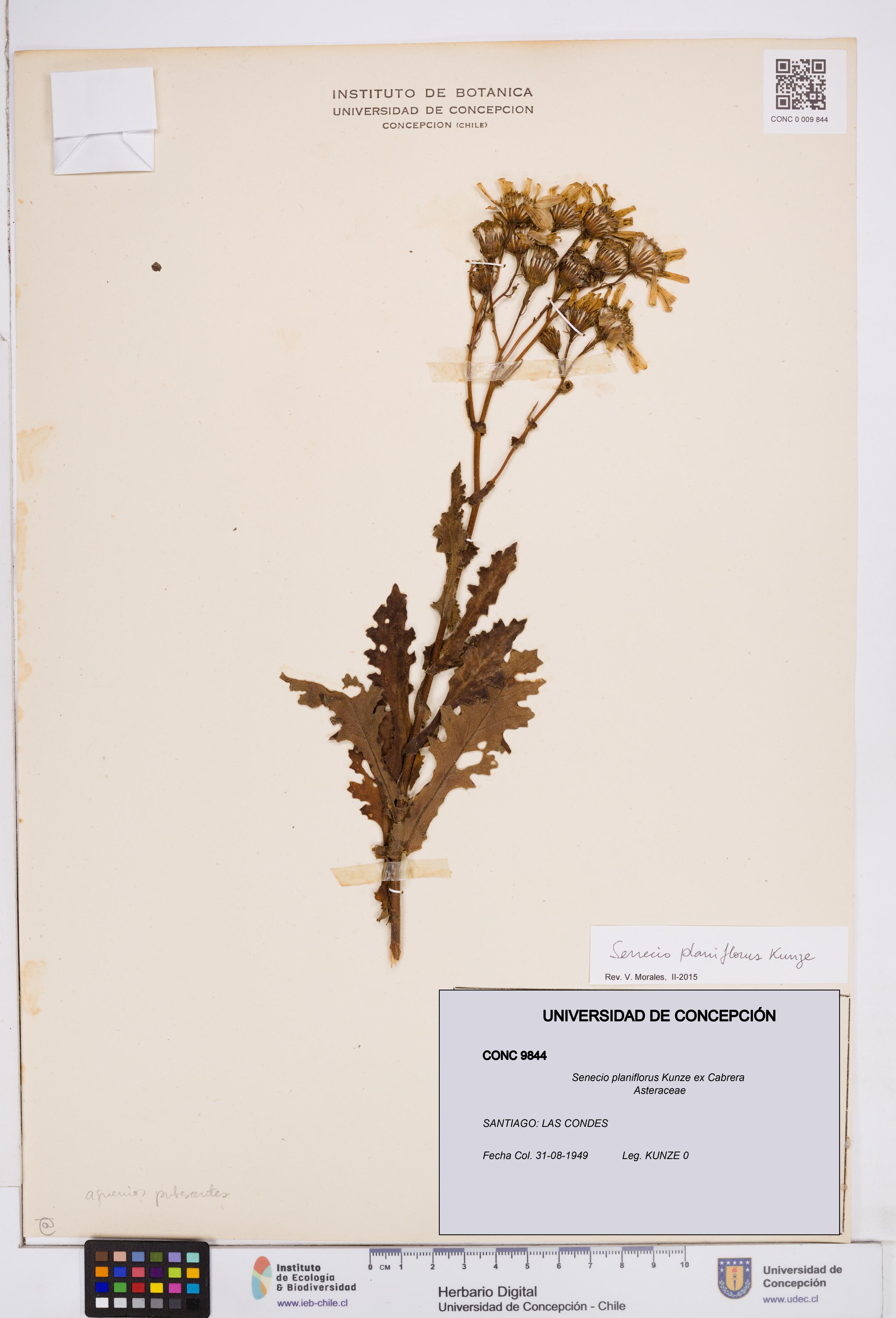 Senecio planiflorus [Espécimen: ]