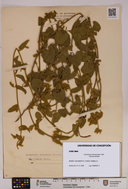 Convolvulus hermanniae [Espécimen: UDEC:CONC:0009845]