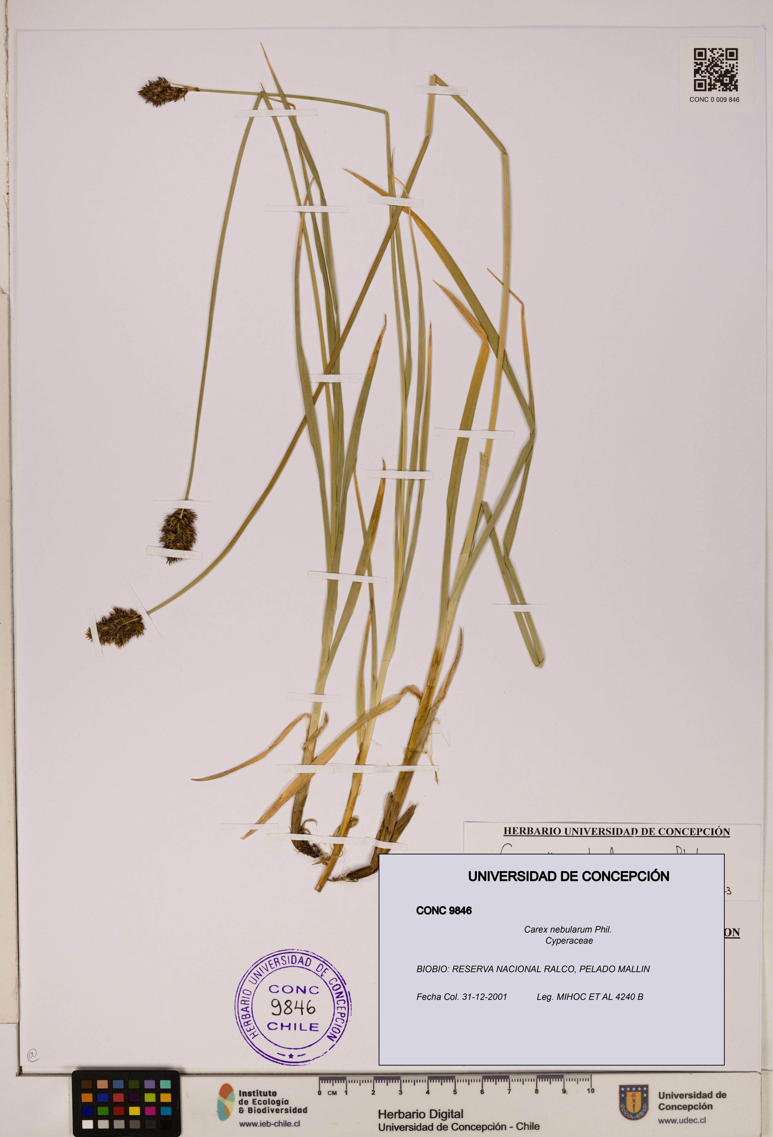 Carex nebularum [Espécimen: ]