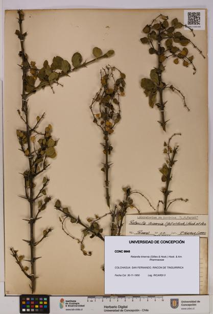 Retanilla trinervia [Espécimen: UDEC:CONC:0009848]