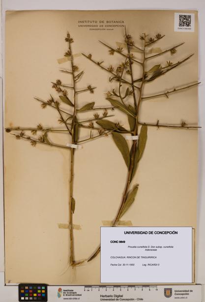 Proustia cuneifolia subsp. cuneifolia [Espécimen: UDEC:CONC:0009849]