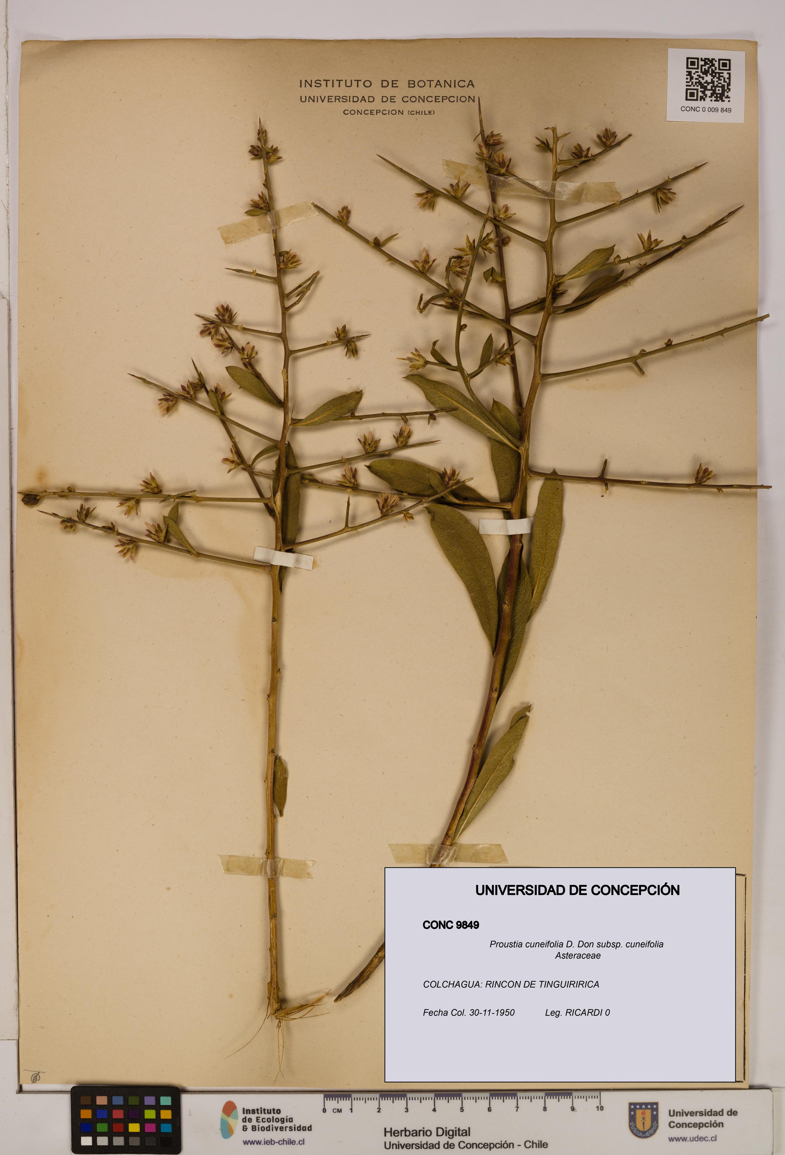 Proustia cuneifolia subsp. cuneifolia [Espécimen: UDEC:CONC:0009849]