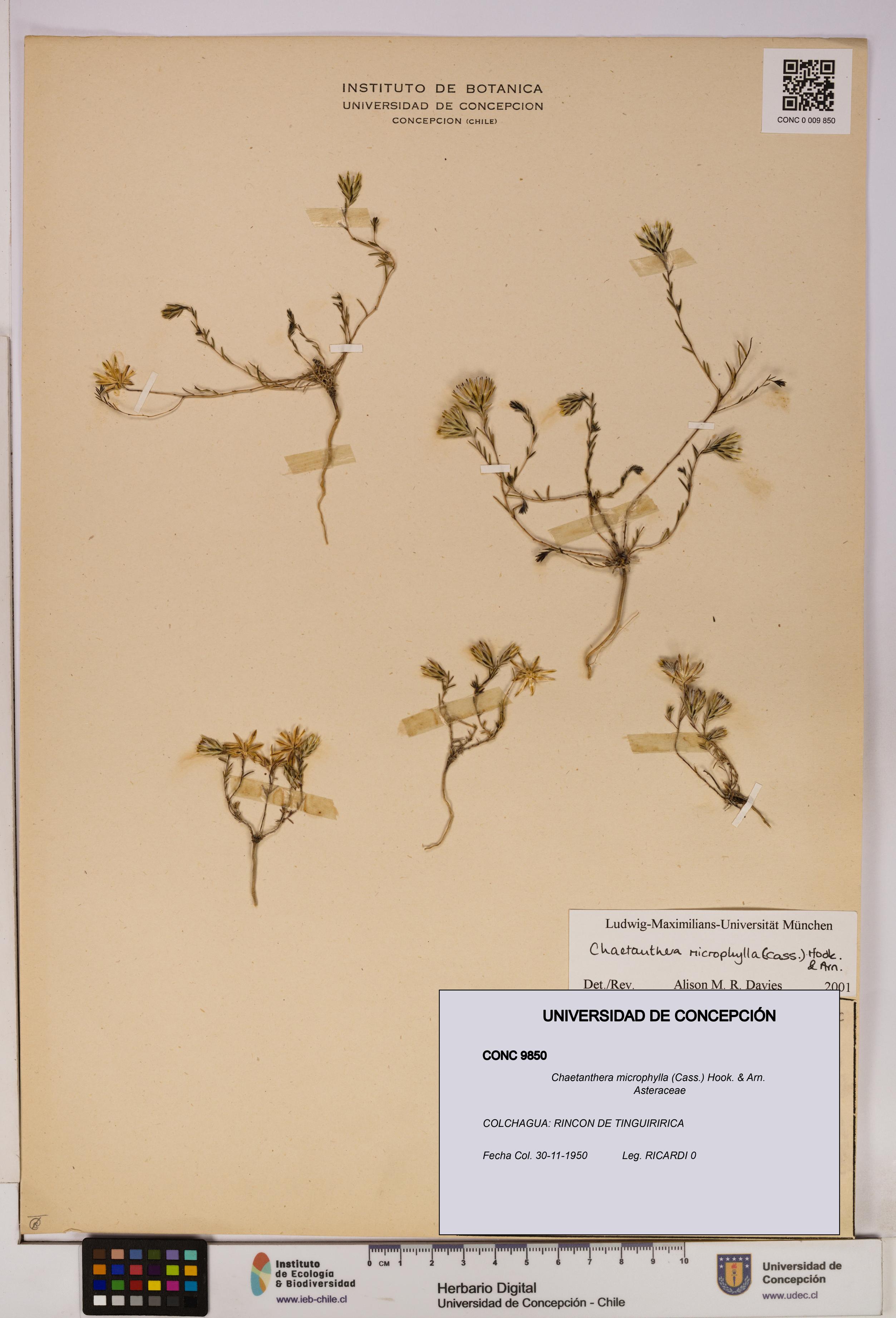 Chaetanthera microphylla [Espécimen: UDEC:CONC:0009850]