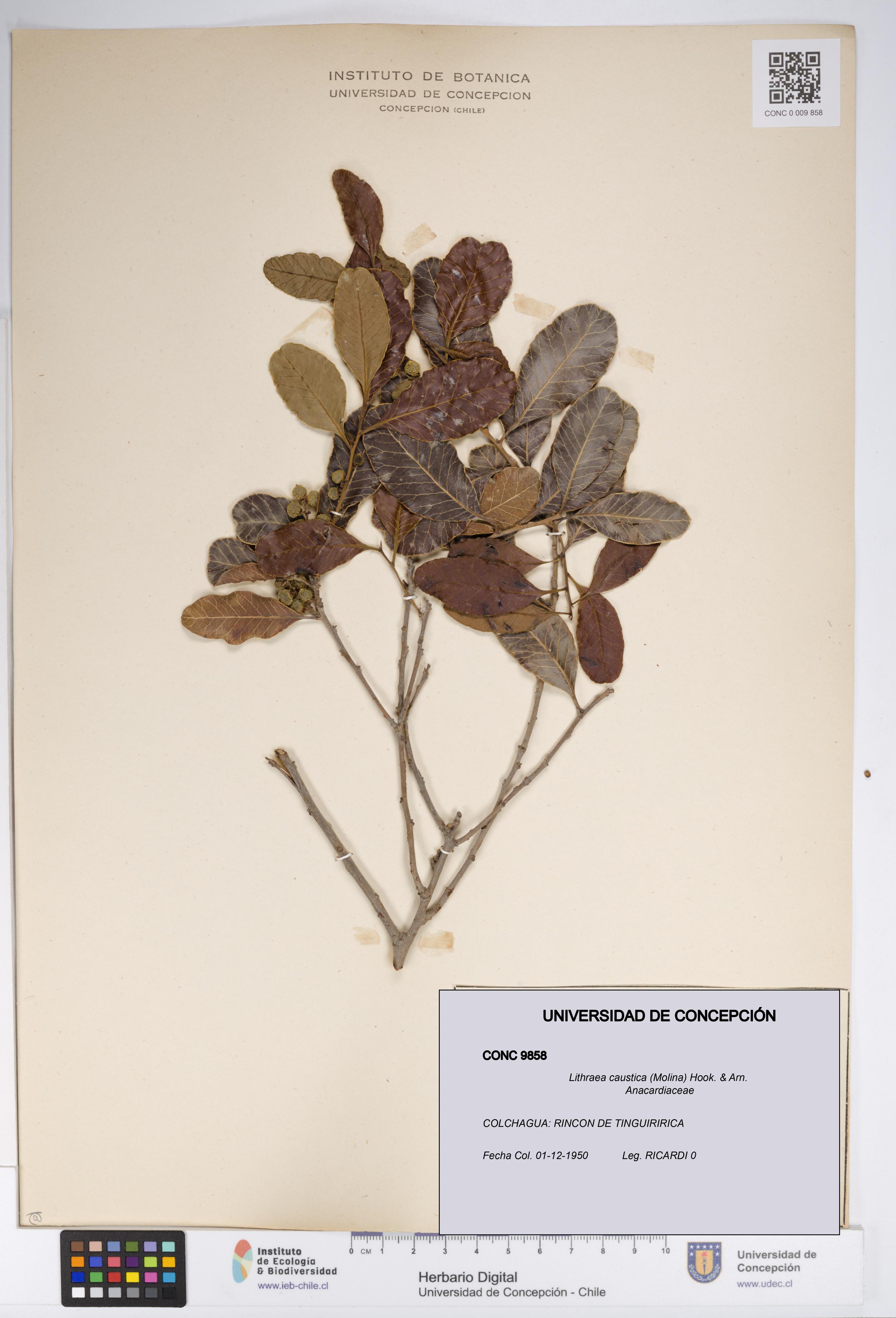 Lithraea caustica [Espécimen: UDEC:CONC:0009858]