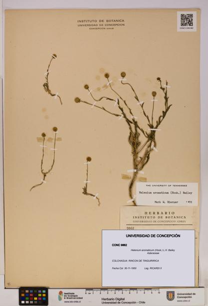 Helenium aromaticum [Espécimen: UDEC:CONC:0009862]