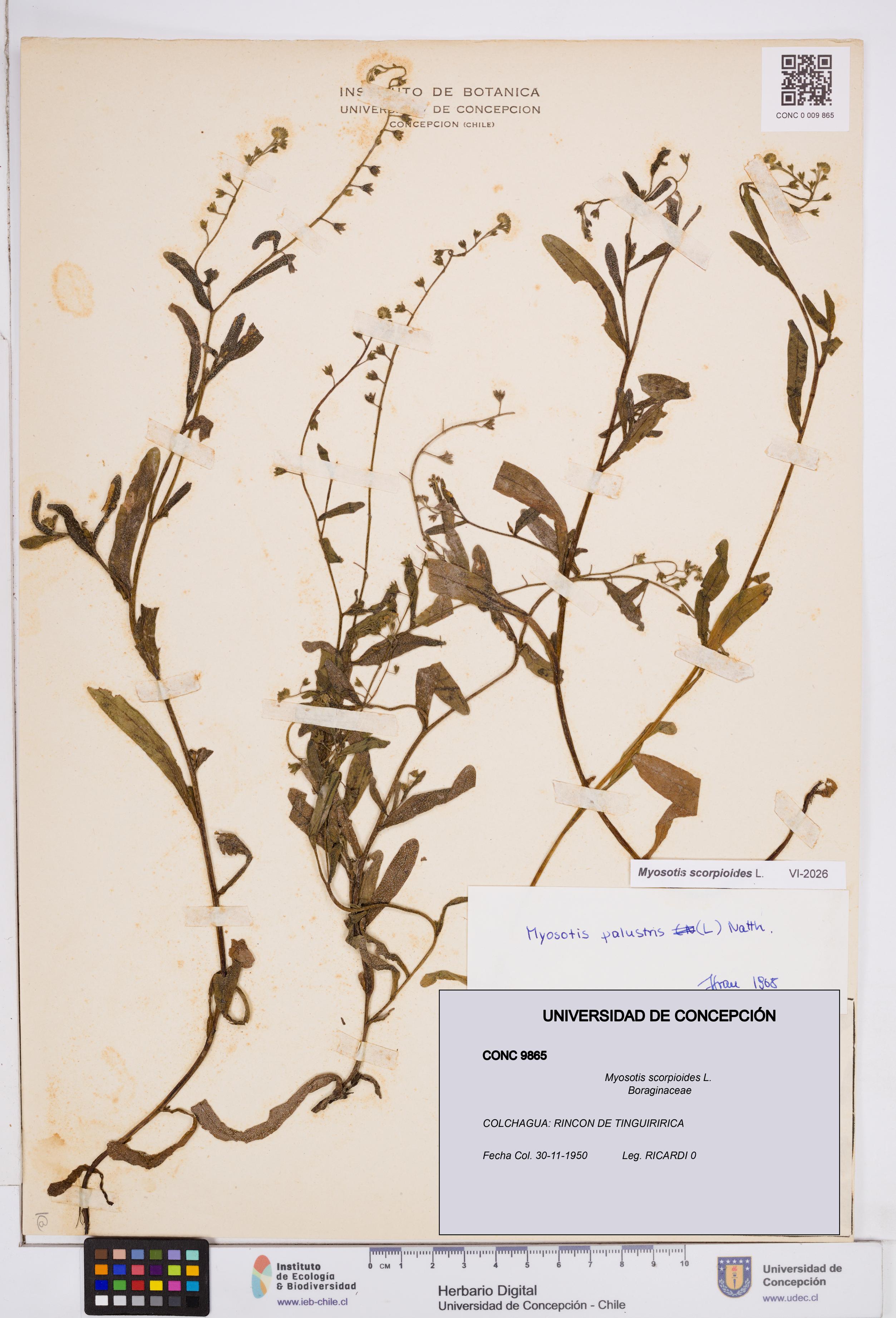 Myosotis scorpioides [Espécimen: ]