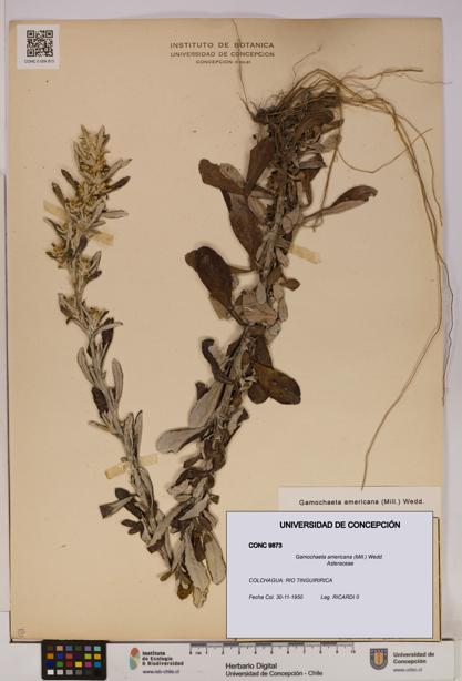 Gamochaeta americana [Espécimen: UDEC:CONC:0009873]