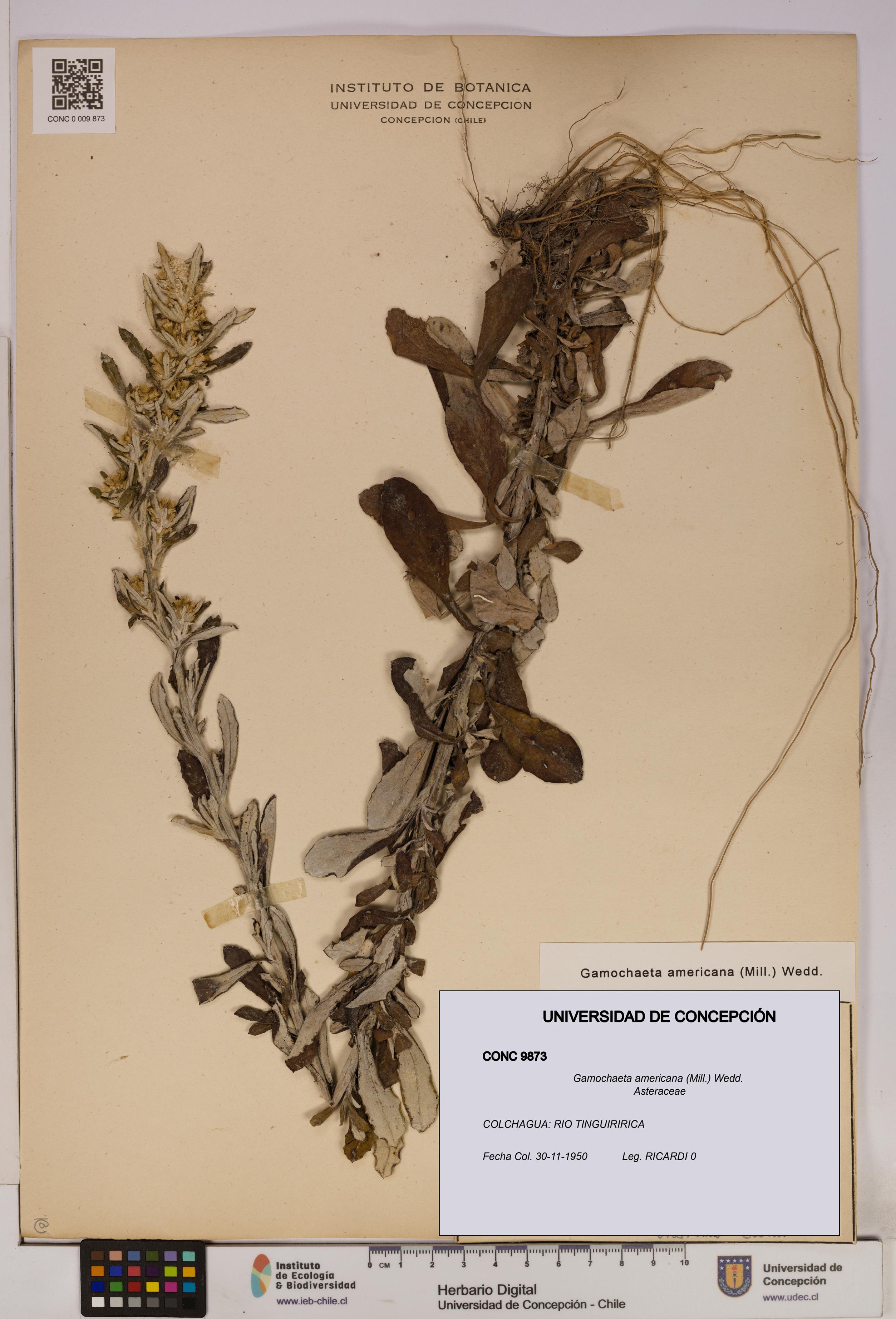 Gamochaeta americana [Espécimen: UDEC:CONC:0009873]