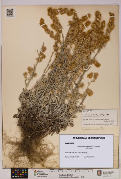 Gamochaeta filaginea [Espécimen: UDEC:CONC:0009875]