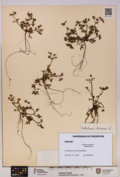 Portulaca oleracea [Espécimen: UDEC:CONC:0009877]