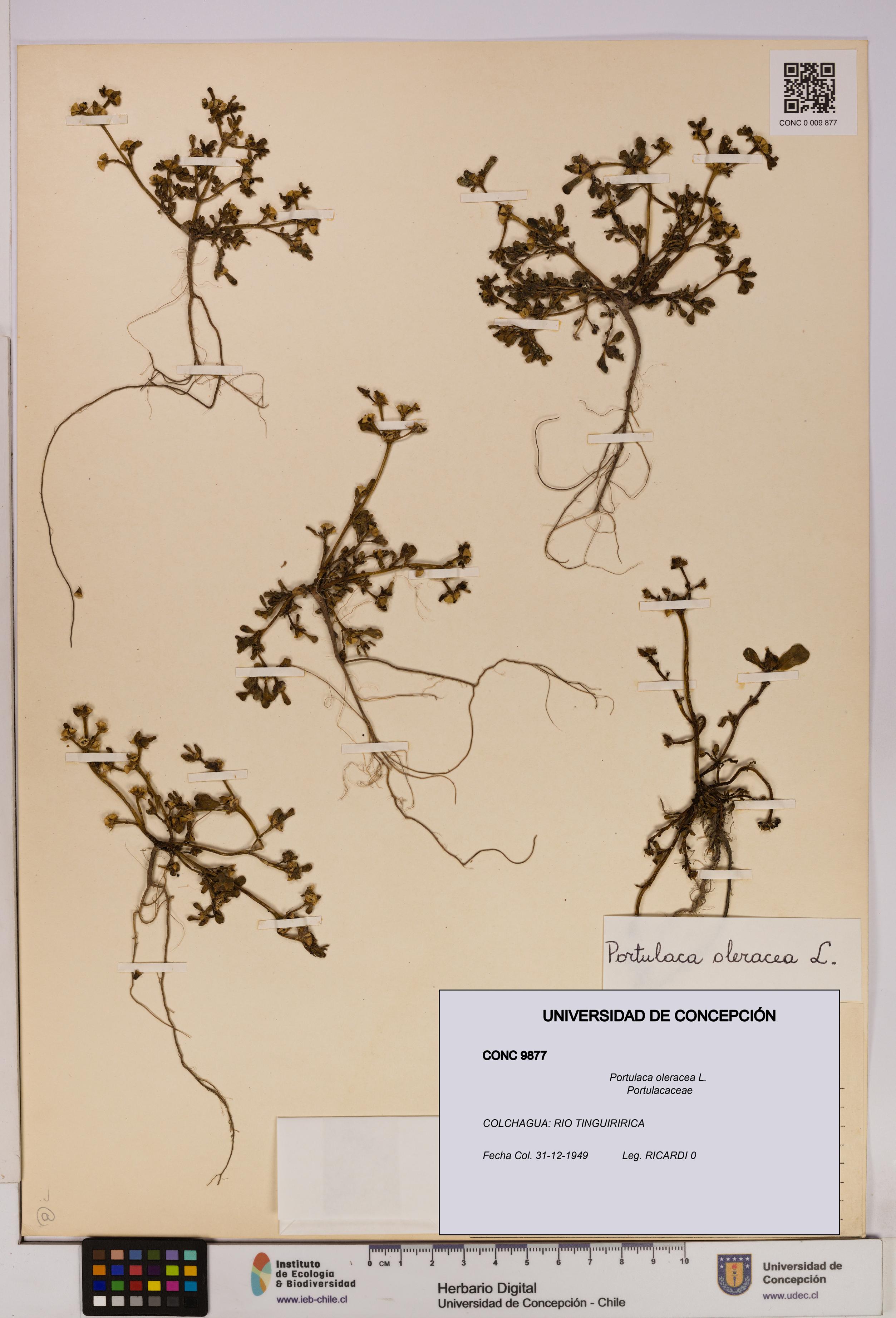 Portulaca oleracea [Espécimen: UDEC:CONC:0009877]