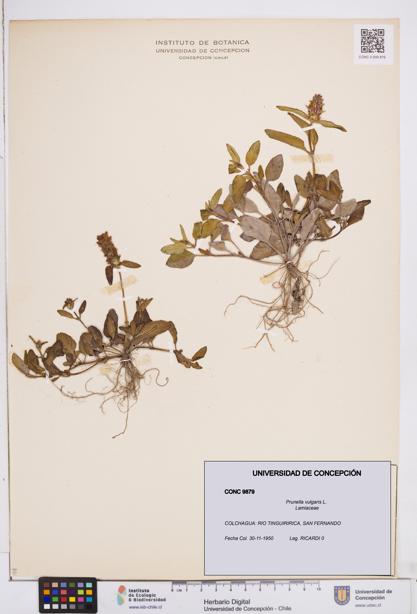 Prunella vulgaris [Espécimen: ]