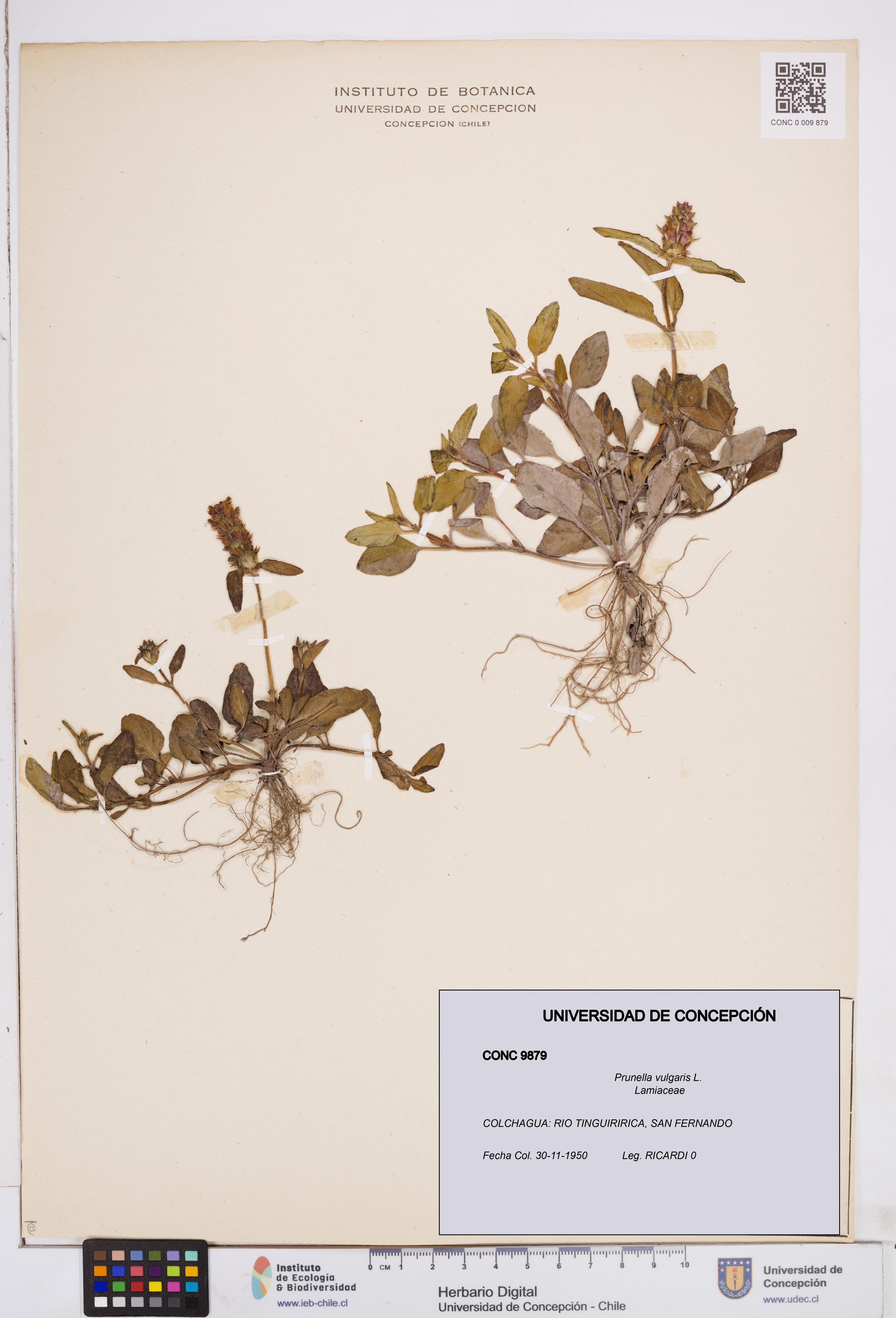 Prunella vulgaris [Espécimen: ]
