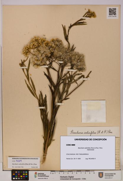 Baccharis salicifolia [Espécimen: UDEC:CONC:0009889]