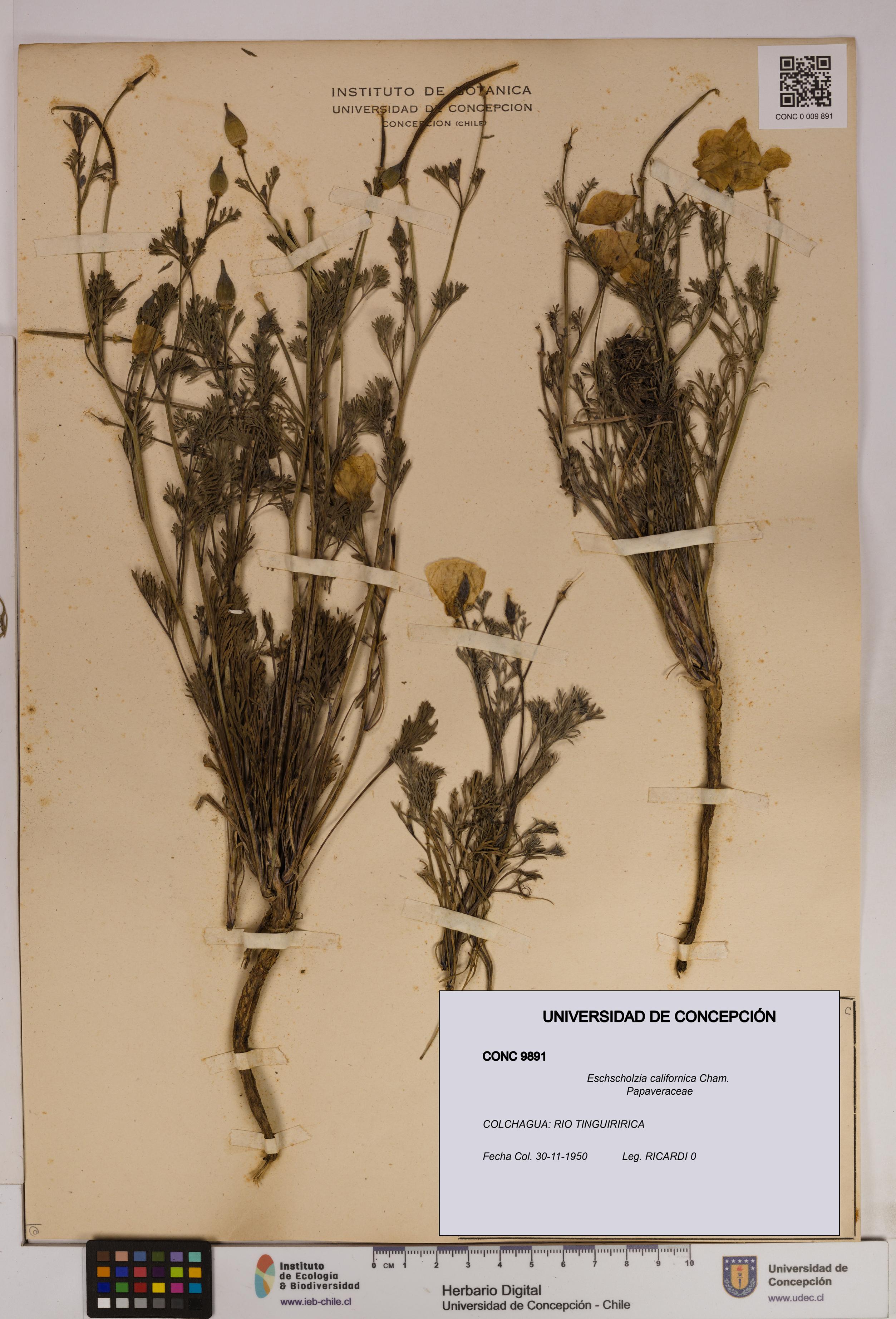 Eschscholzia californica [Espécimen: UDEC:CONC:0009891]