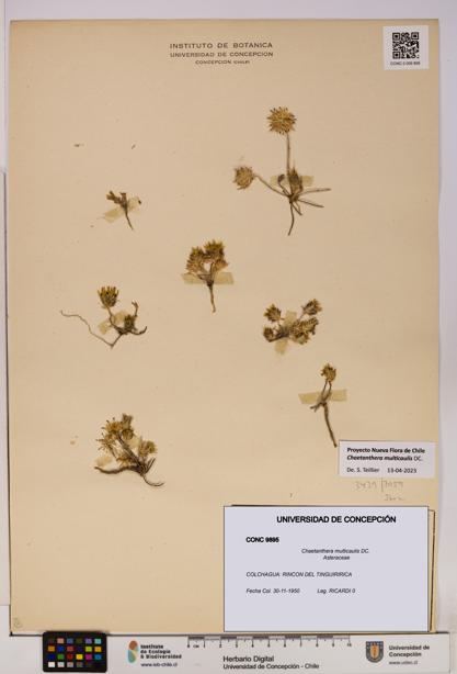 Chaetanthera multicaulis [Espécimen: UDEC:CONC:0009895]
