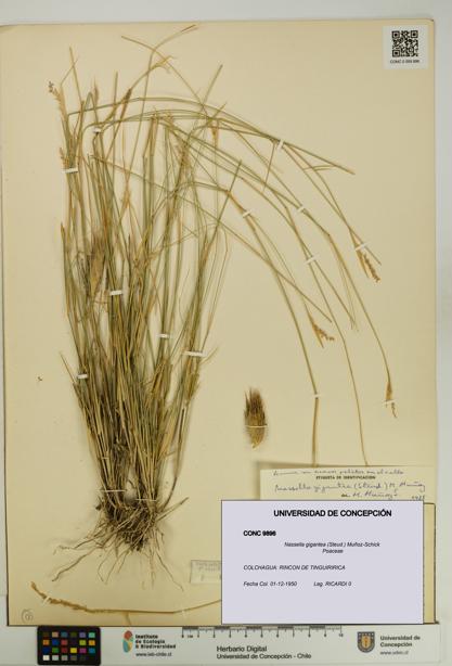Nassella gigantea [Espécimen: UDEC:CONC:0009896]