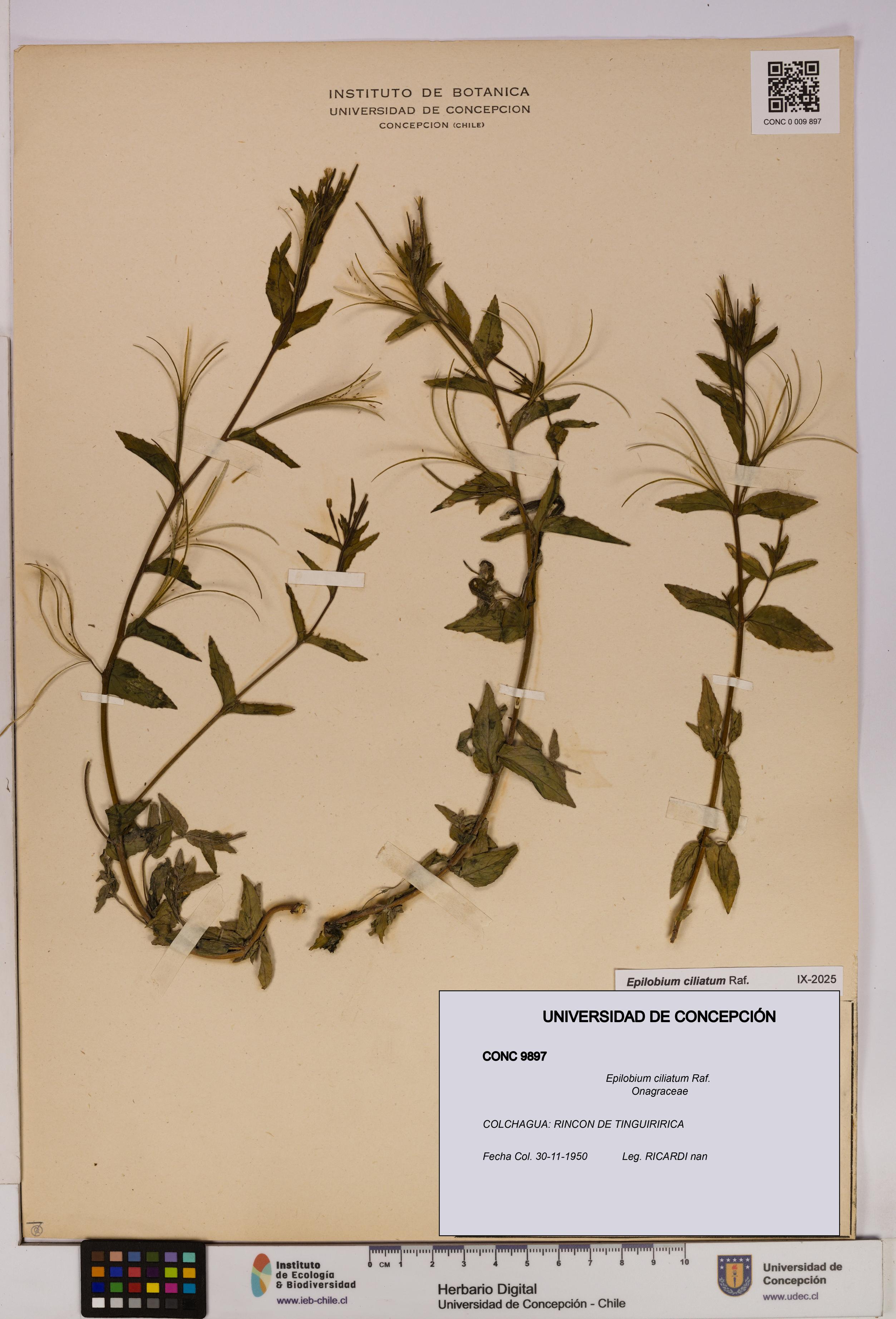 Epilobium ciliatum [Espécimen: UDEC:CONC:0009897]