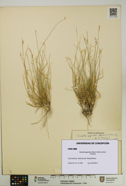 Nassella gigantea [Espécimen: UDEC:CONC:0009898]