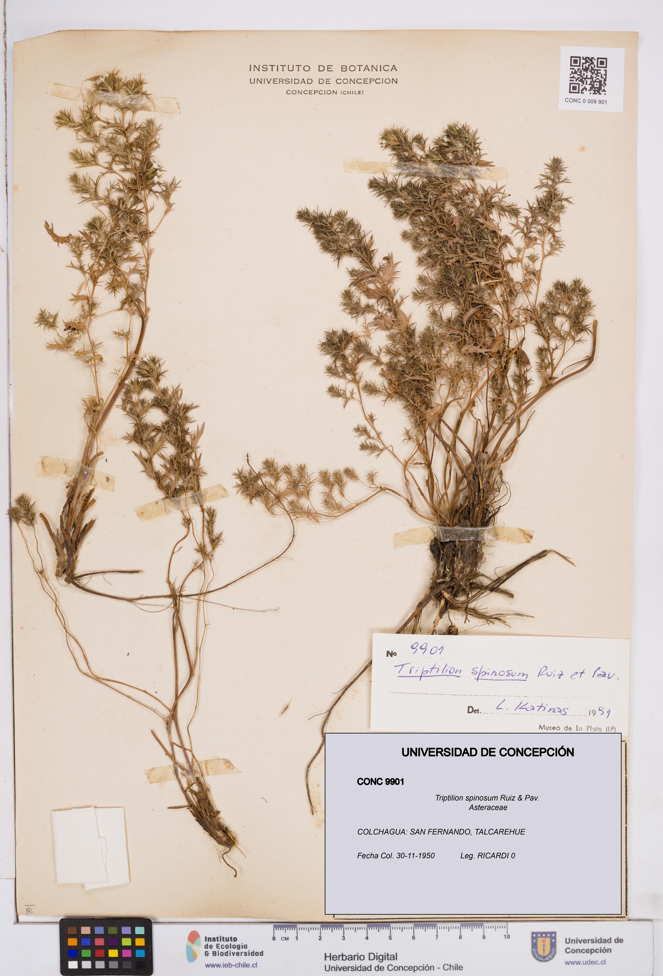 Triptilion spinosum [Espécimen: ]