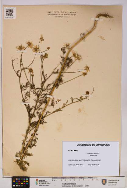 Anthemis cotula [Espécimen: UDEC:CONC:0009905]