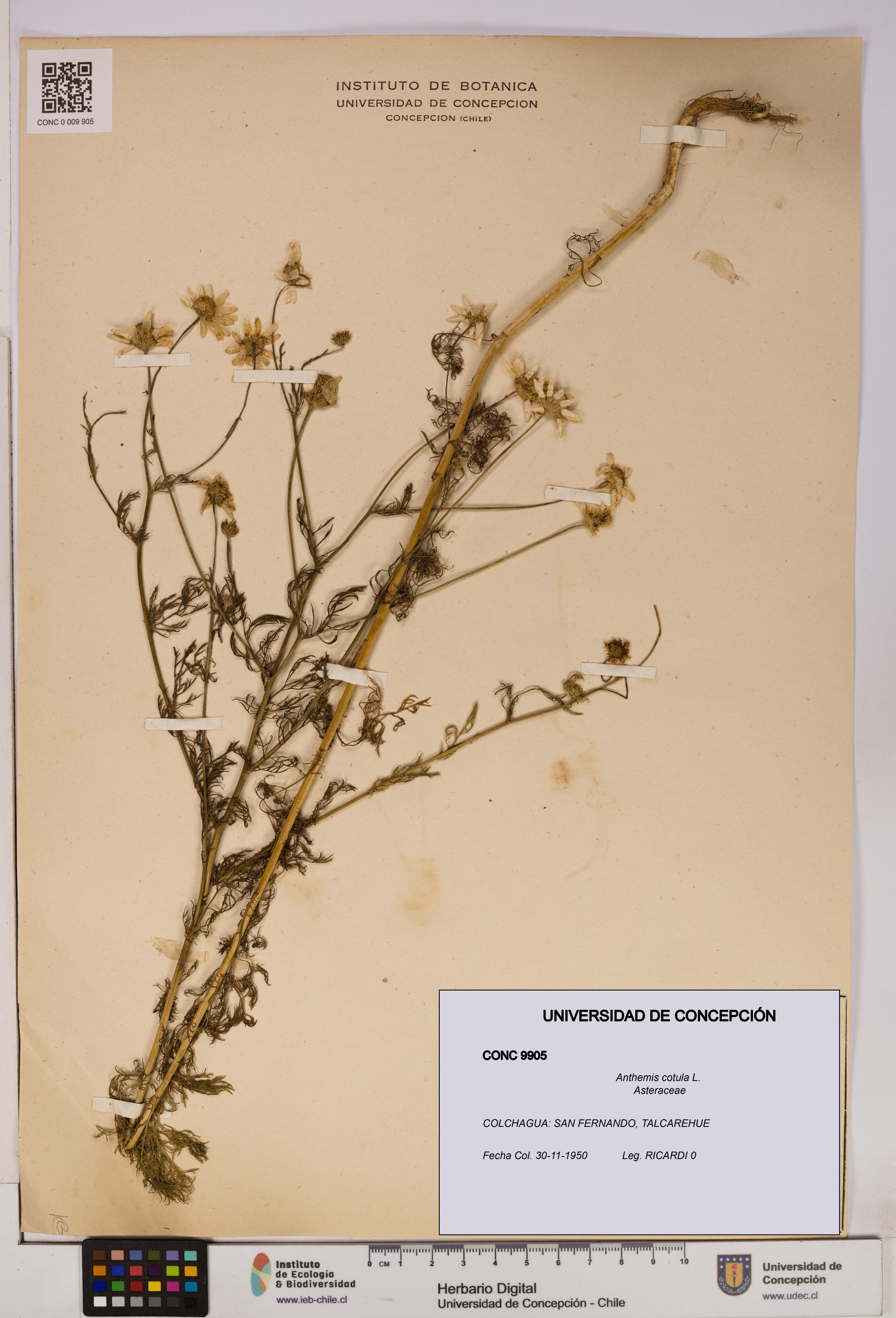 Anthemis cotula [Espécimen: UDEC:CONC:0009905]