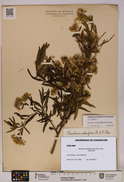 Baccharis salicifolia [Espécimen: UDEC:CONC:0009907]