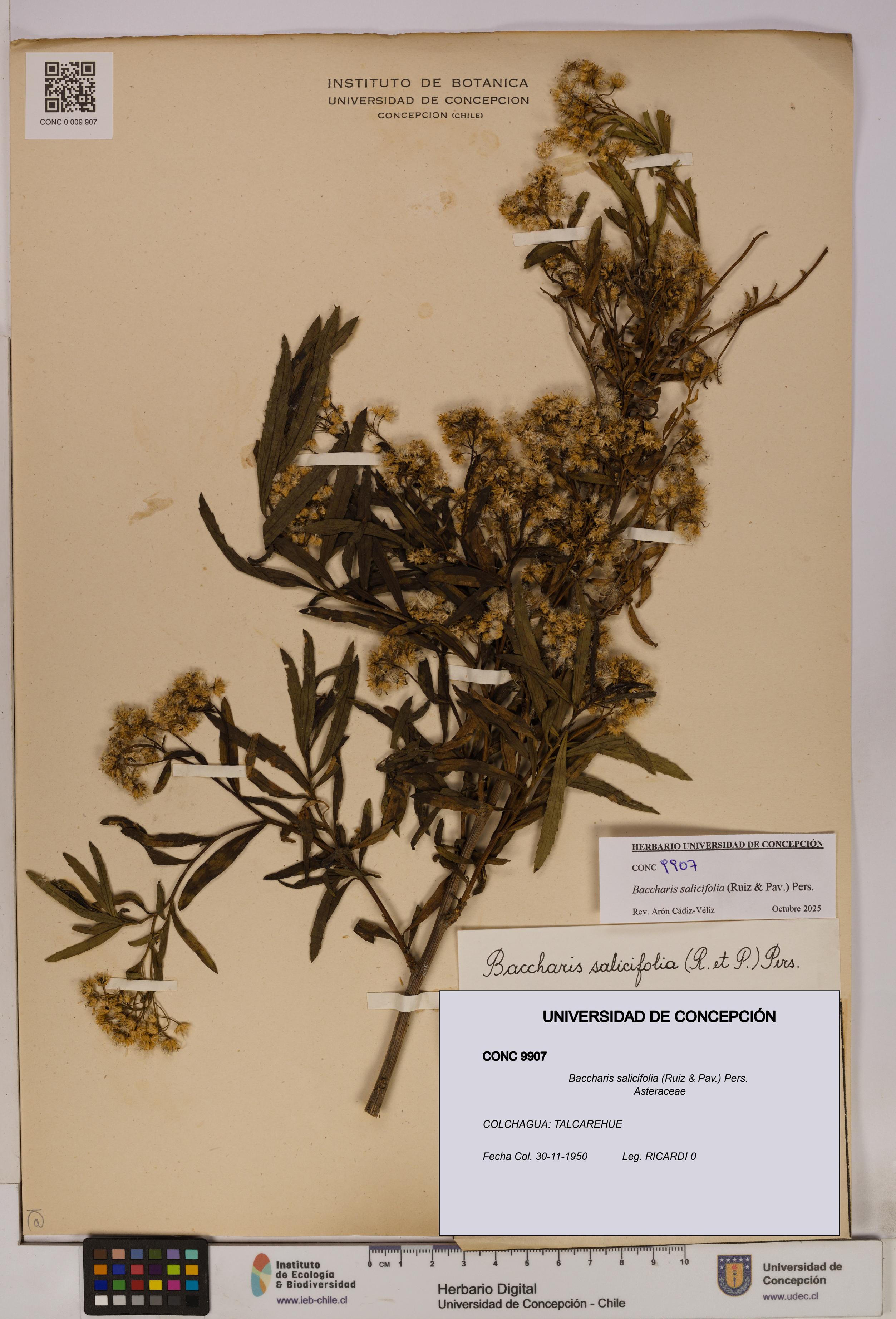 Baccharis salicifolia [Espécimen: UDEC:CONC:0009907]
