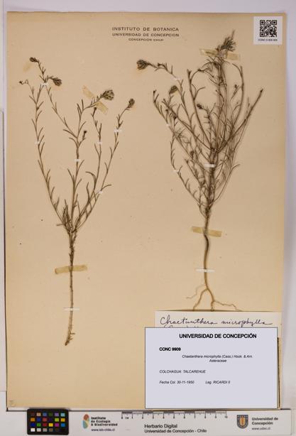 Chaetanthera microphylla [Espécimen: UDEC:CONC:0009909]